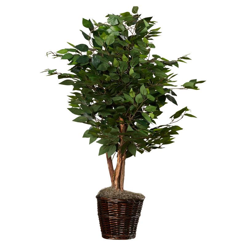 Charlton Home Kidwelly Artificial Potted Natural Ficus Tree in Basket